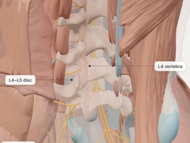 Deep back muscles peeled to show the lumbar spine and nerve roots