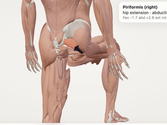 Piriformis line of pull as the hip bends